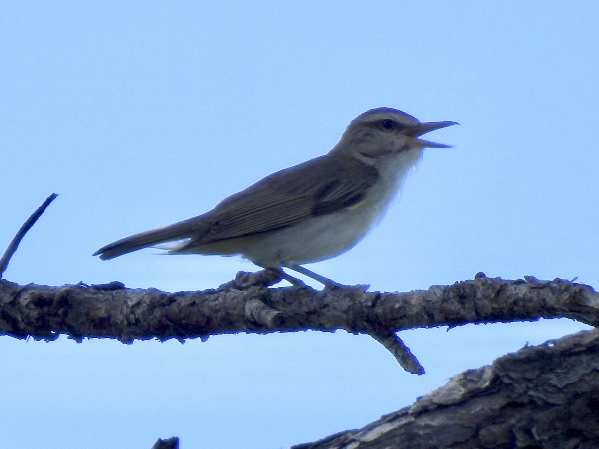 Black-whiskered Vireo - Mitchell Barry