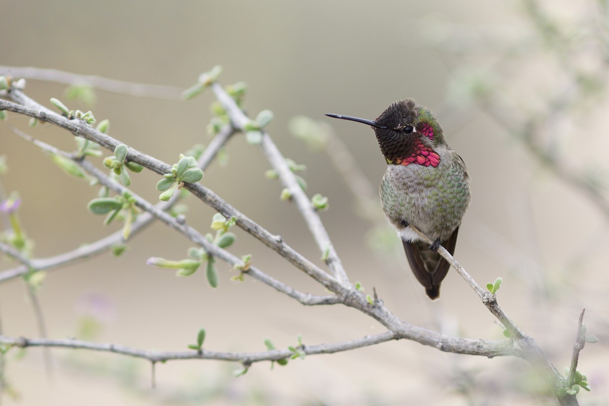 Anna's Hummingbird - Doug Hitchcox
