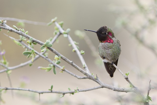 © Doug Hitchcox - Anna's Hummingbird