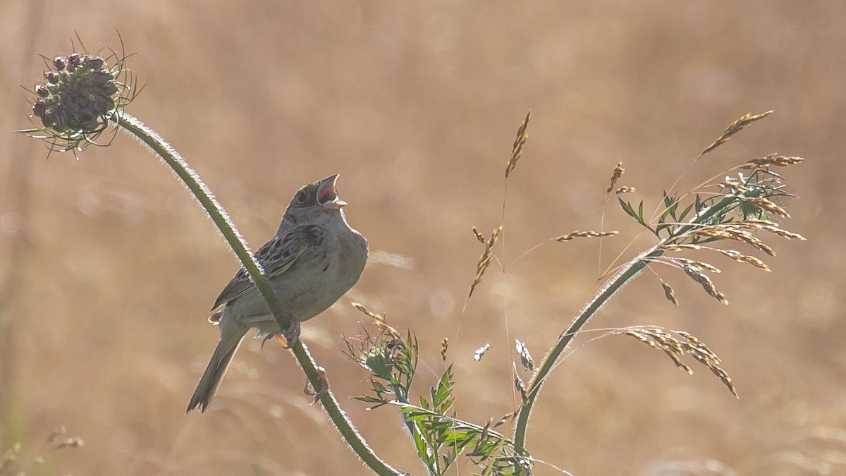 Grasshopper Sparrow - ML466566821