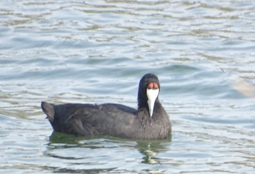 Red-knobbed Coot - ML466569611