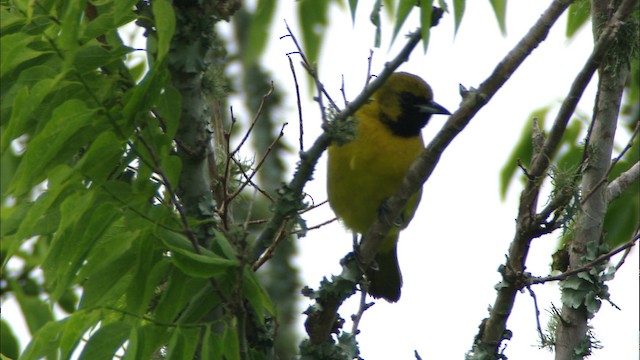 Orchard Oriole - ML466570