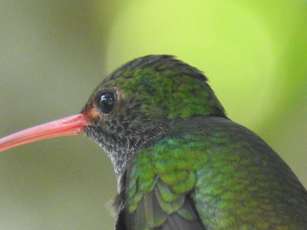 Rufous-tailed Hummingbird - ML466570211