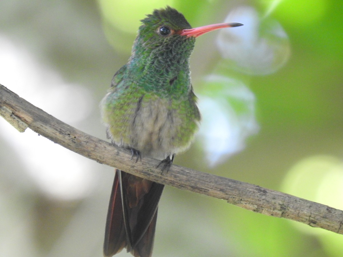 Rufous-tailed Hummingbird - ML466570221