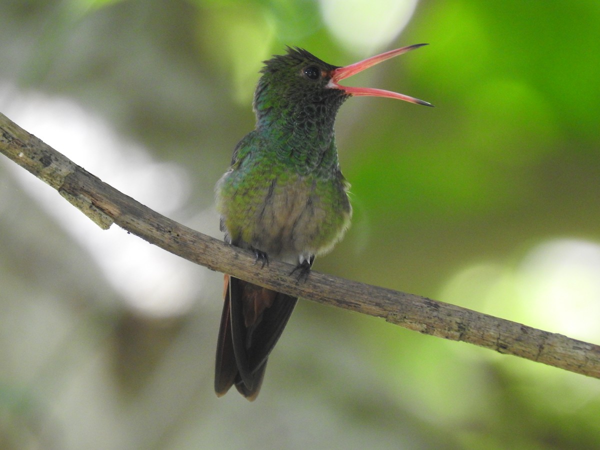 Rufous-tailed Hummingbird - ML466570251