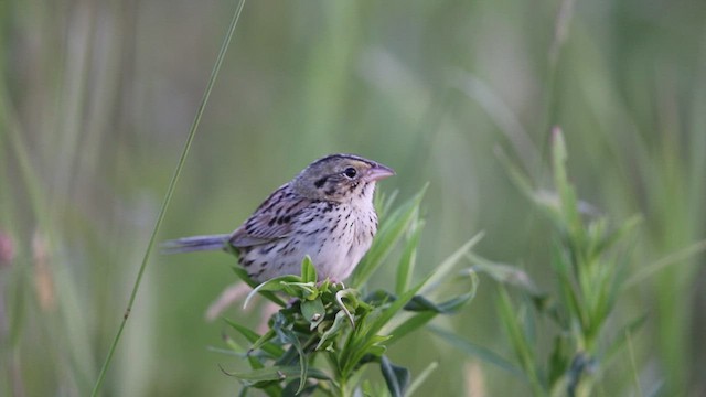 Henslow's Sparrow - ML466570871