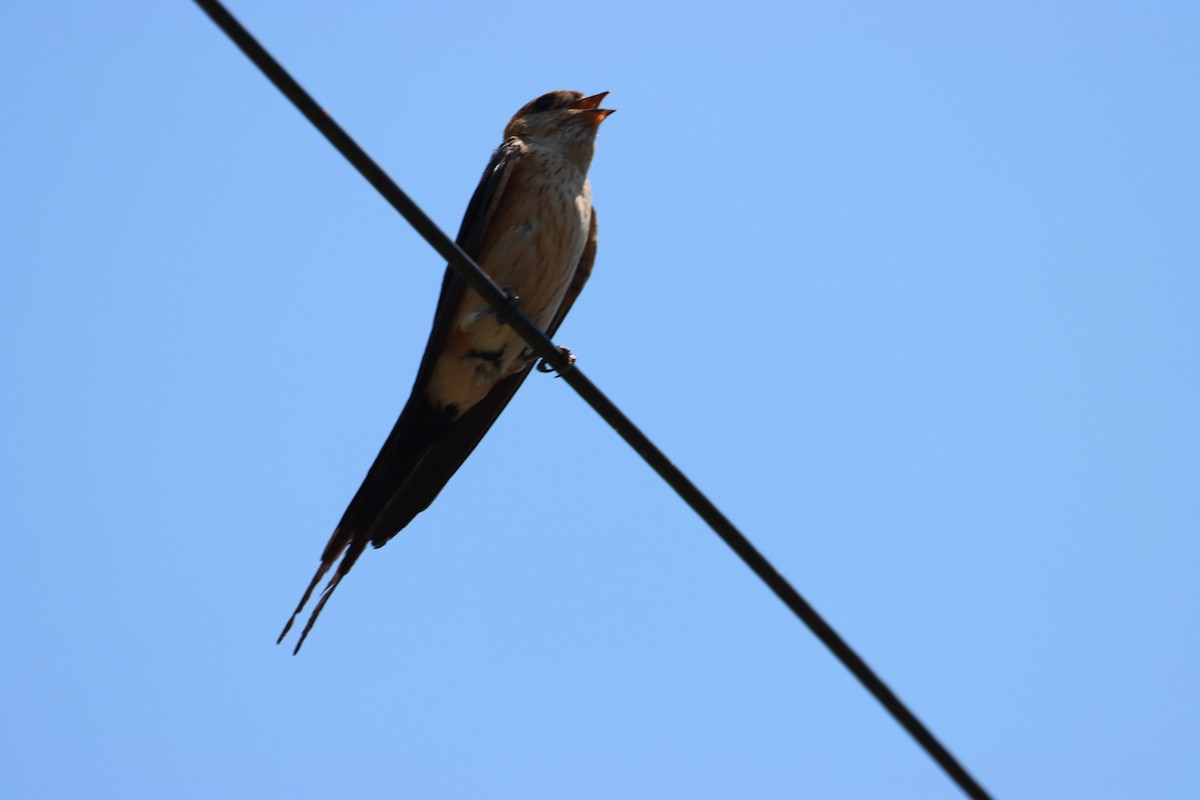 Red-rumped Swallow - ML466570971