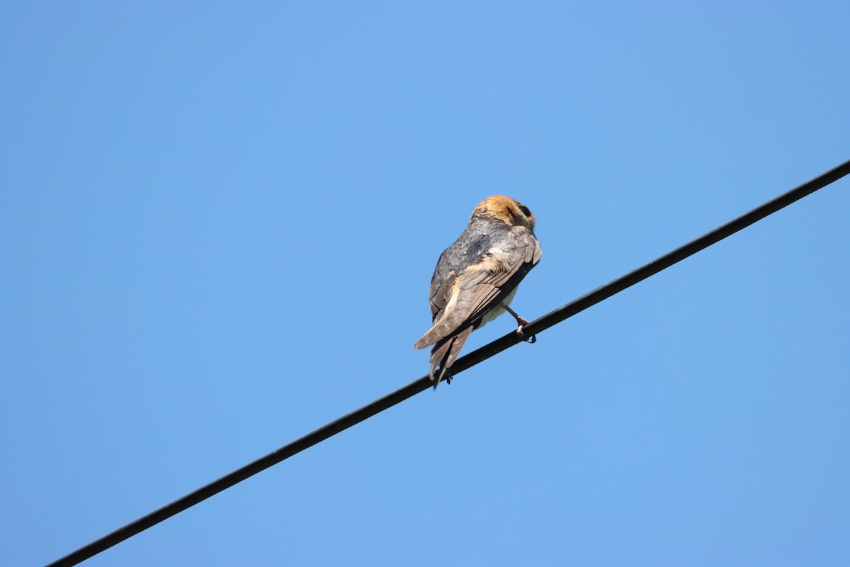 Red-rumped Swallow - ML466570981
