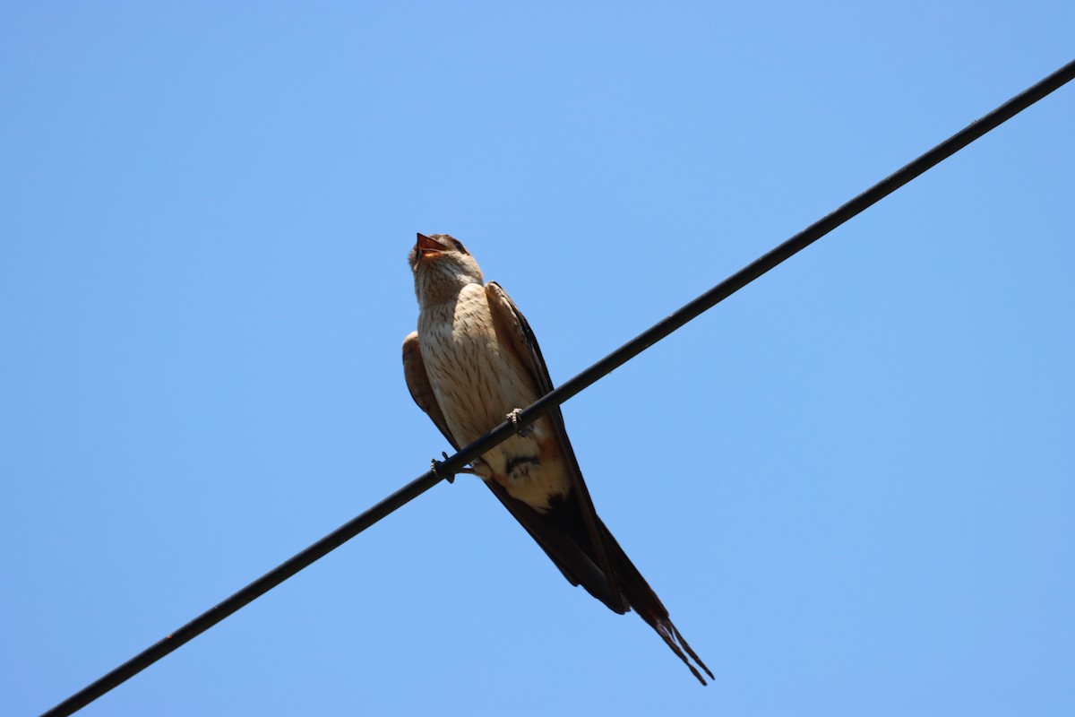 Red-rumped Swallow - ML466571141