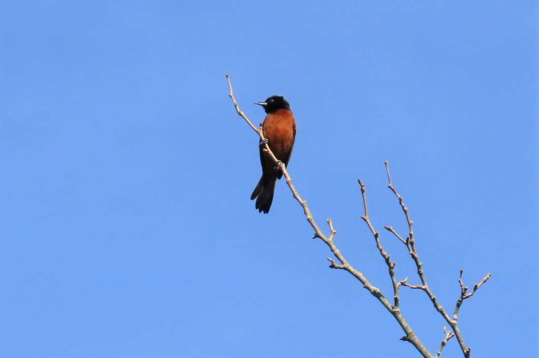 Orchard Oriole - ML466571211