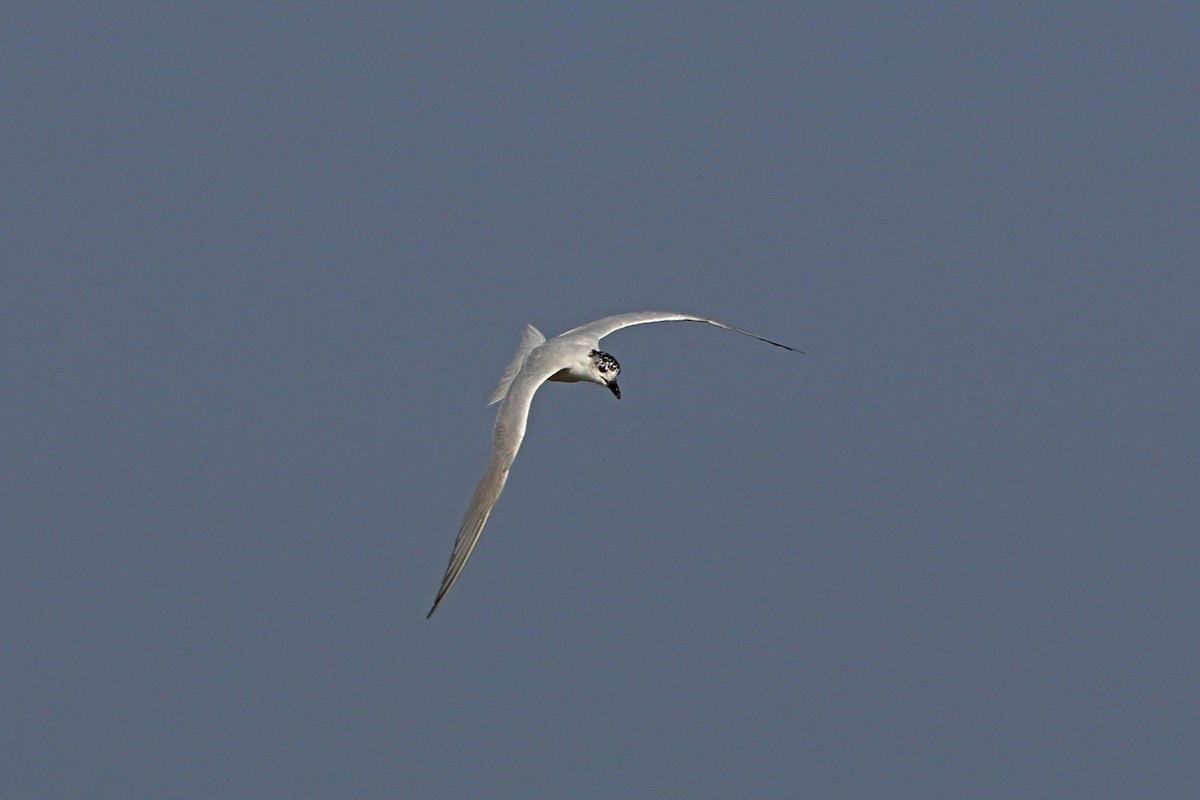 Gull-billed Tern - Nigel Voaden
