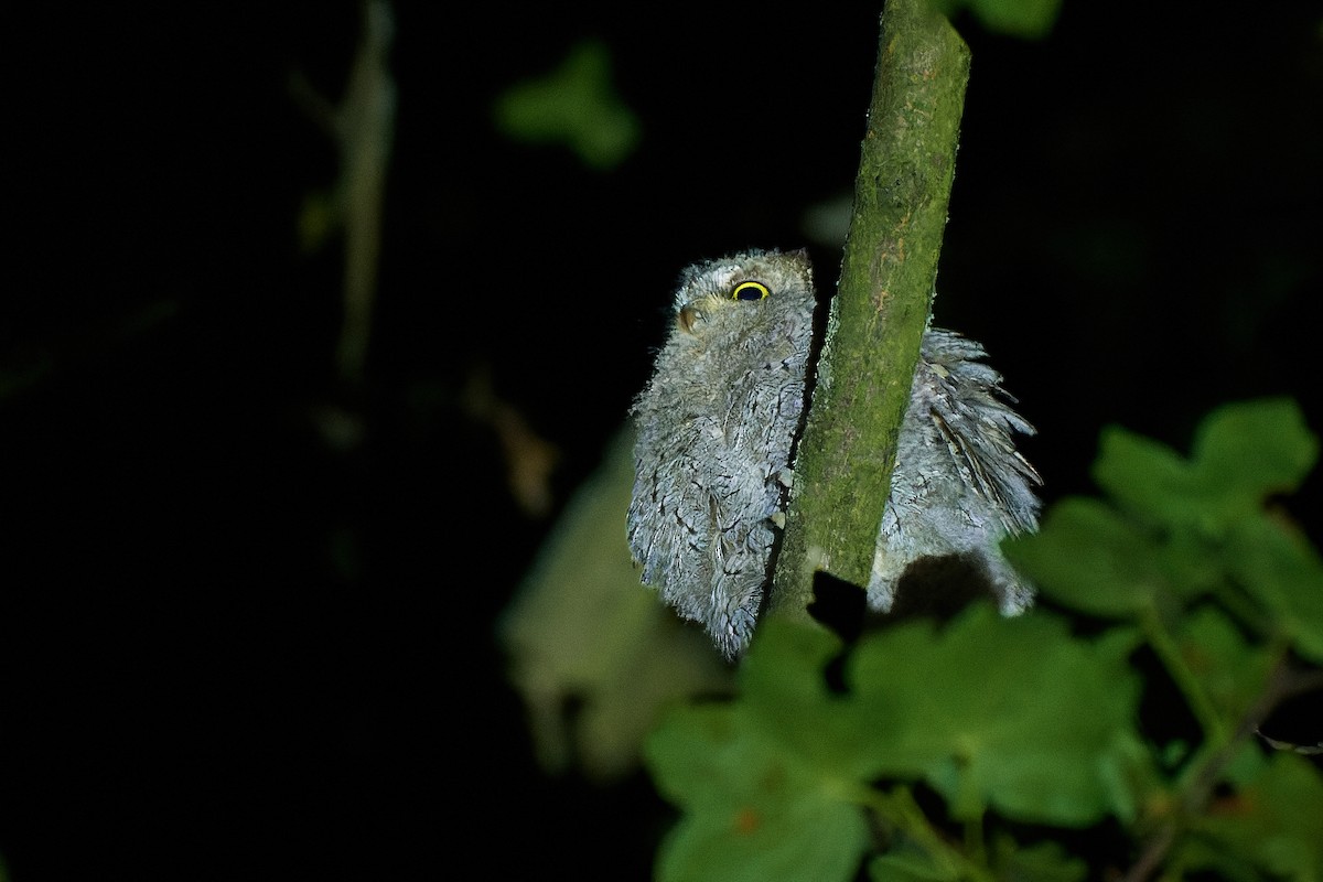 Eurasian Scops-Owl - ML466576911
