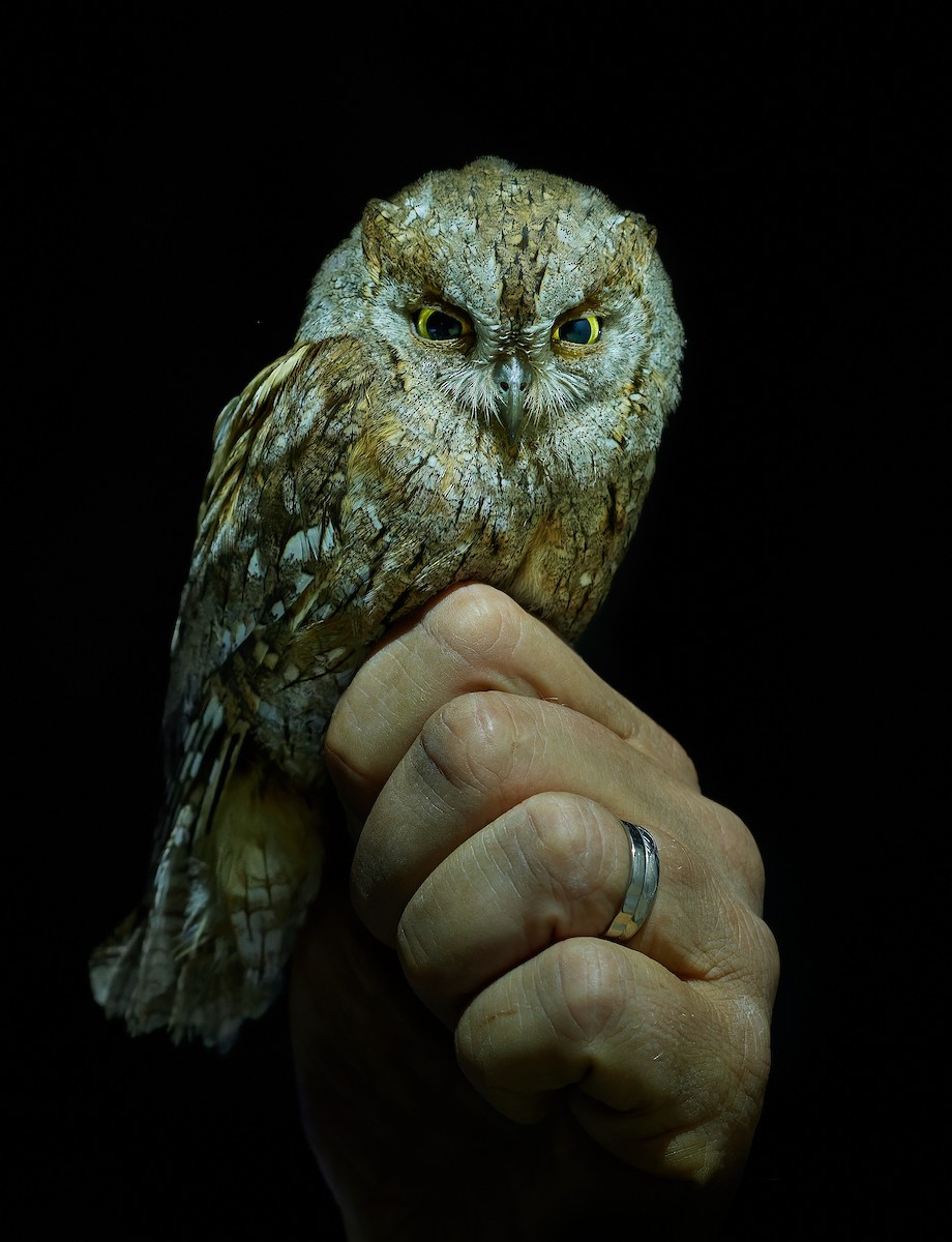 Eurasian Scops-Owl - ML466577031
