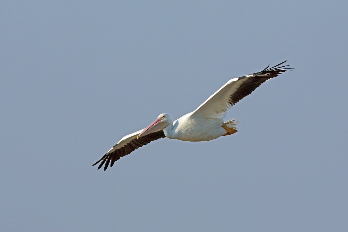 American White Pelican - Nigel Voaden