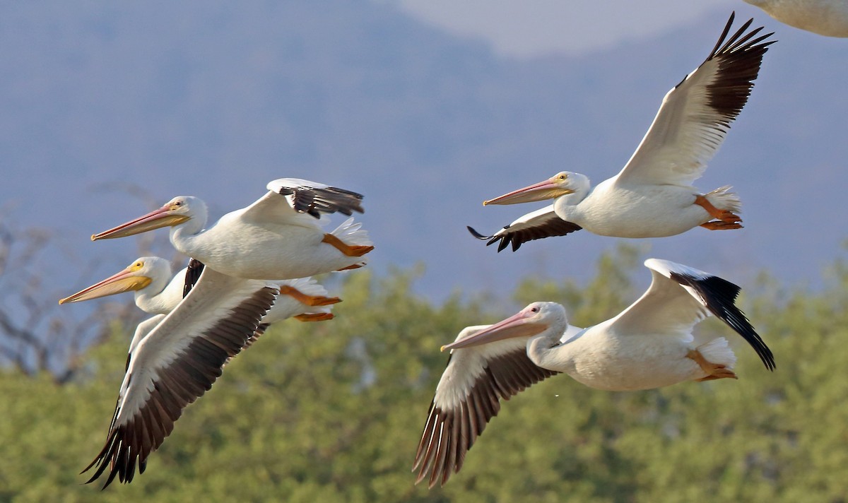 American White Pelican - Nigel Voaden