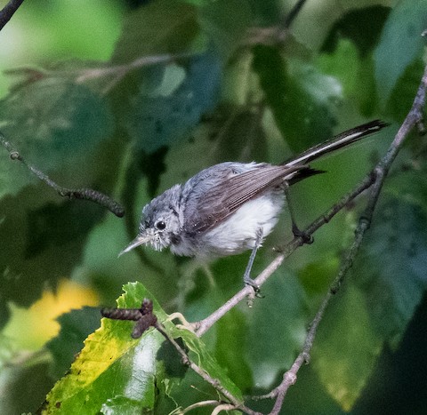 Blue-gray Gnatcatcher - eBird