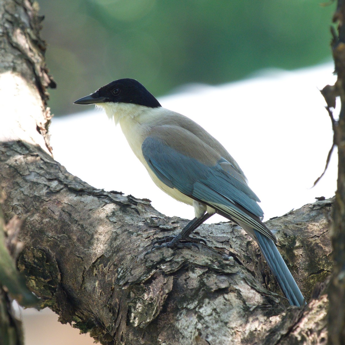 Azure-winged Magpie - ML466578701