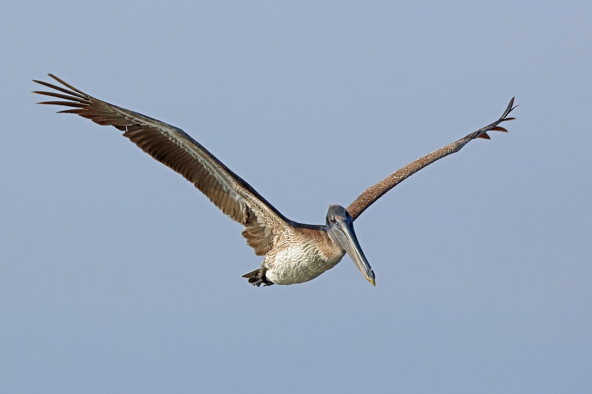 Brown Pelican - Nigel Voaden