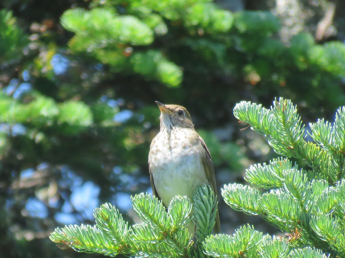 eBird Checklist - 10 Jul 2022 - Wildcat Mt. Ski Area, Pinkhams Grant ...