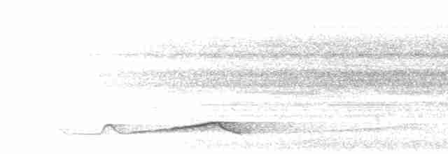 Silky-tailed Nightjar - ML466588731