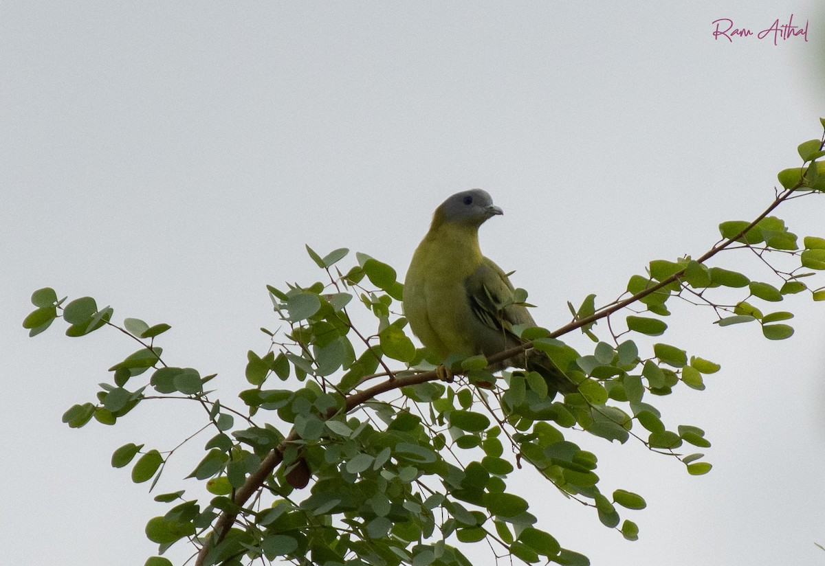 Yellow-footed Green-Pigeon - Ram Aithal