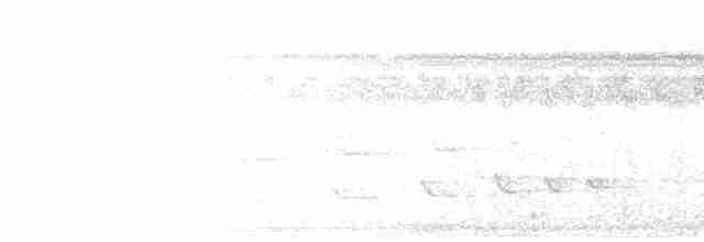 Black-tailed Trogon - ML466589031