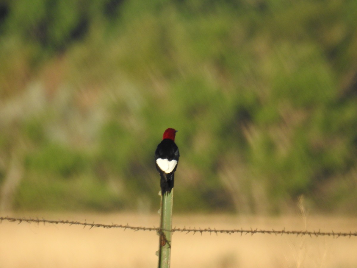 Red-headed Woodpecker - ML466591011
