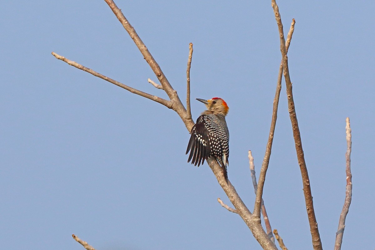 Golden-fronted Woodpecker (West Mexico) - ML46659121