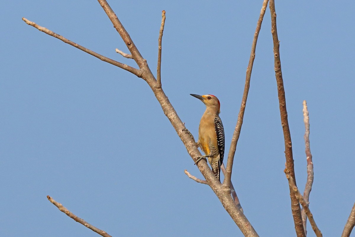Golden-fronted Woodpecker (West Mexico) - ML46659131