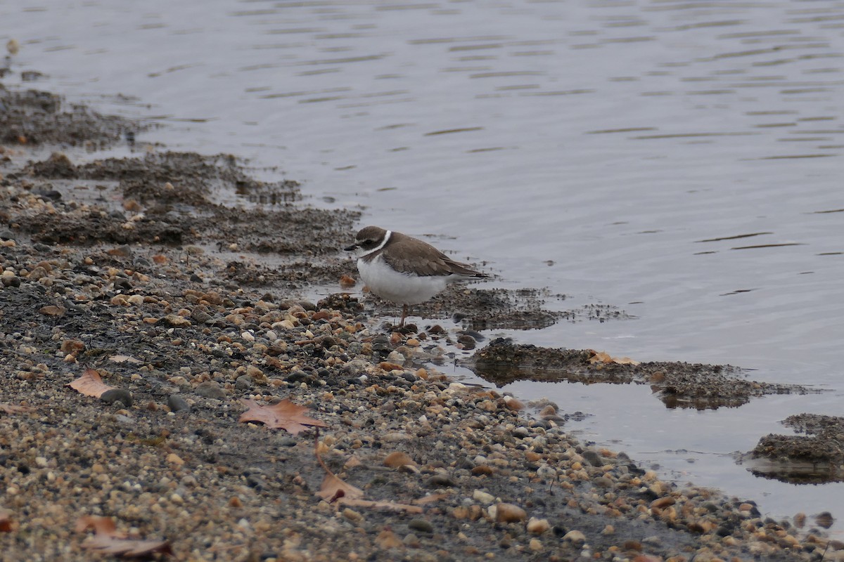 Semipalmated Plover - ML466592481