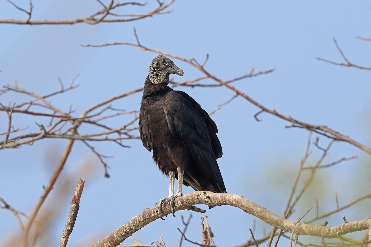 Black Vulture - Nigel Voaden