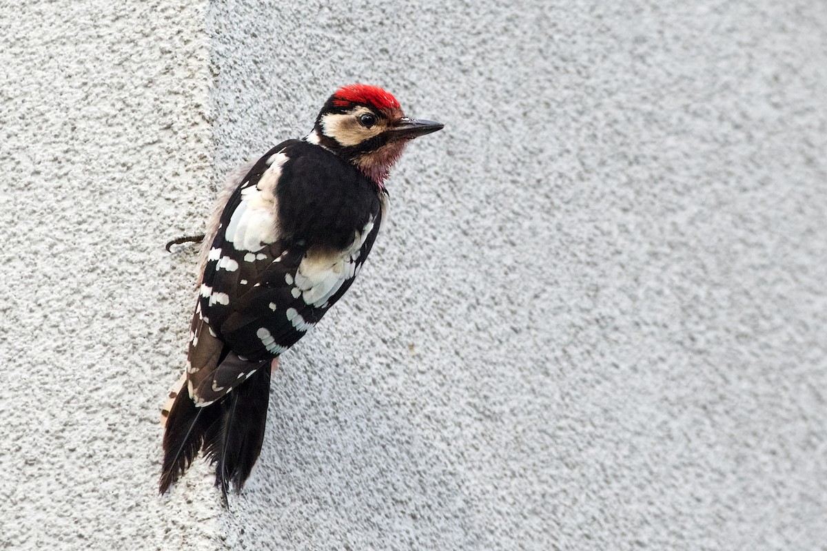 Great Spotted Woodpecker (Great Spotted) - Tomáš Grim