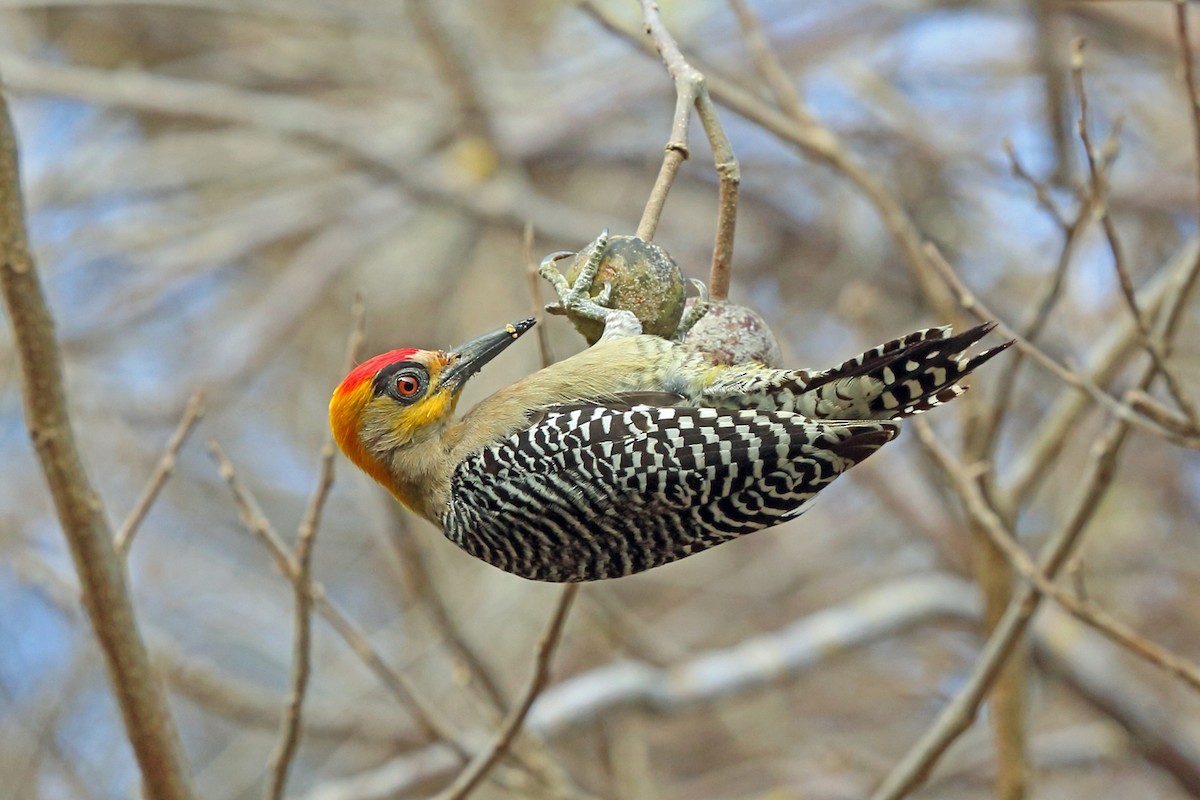 Golden-cheeked Woodpecker - Nigel Voaden