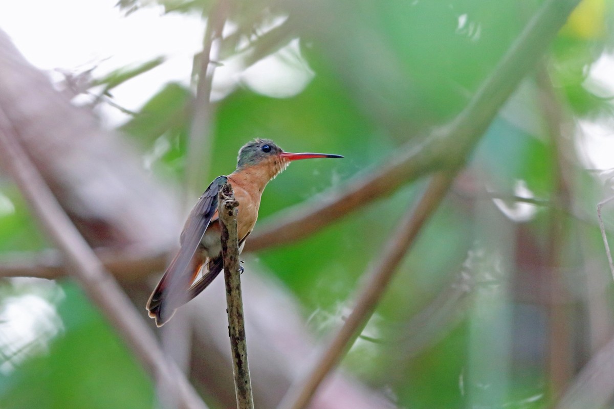Cinnamon Hummingbird (Mainland) - Nigel Voaden