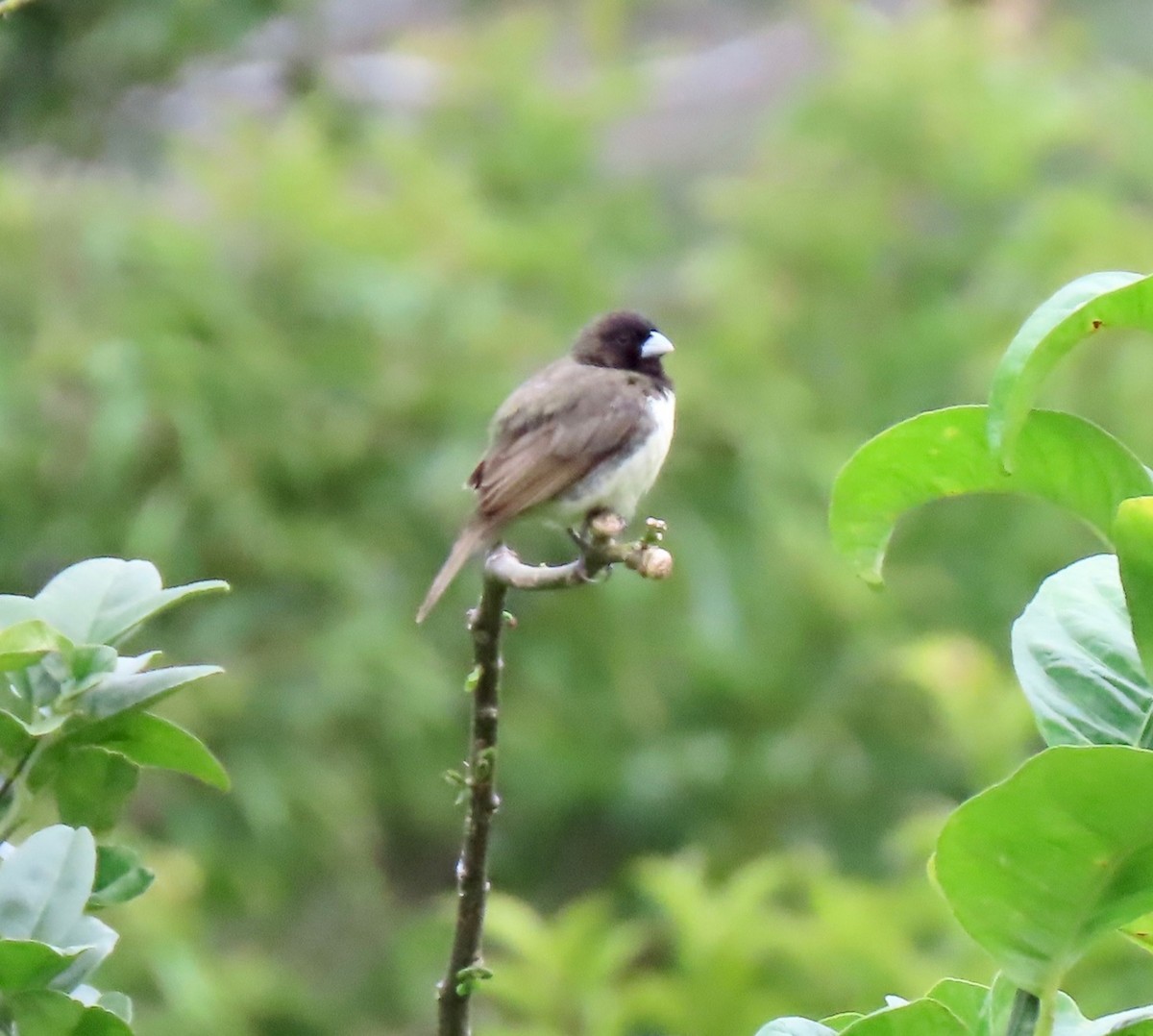 Yellow-bellied Seedeater - ML466594331