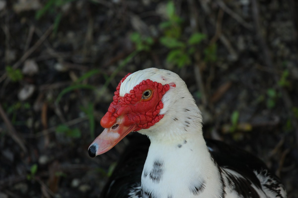 Muscovy Duck (Domestic type) - ML466594921