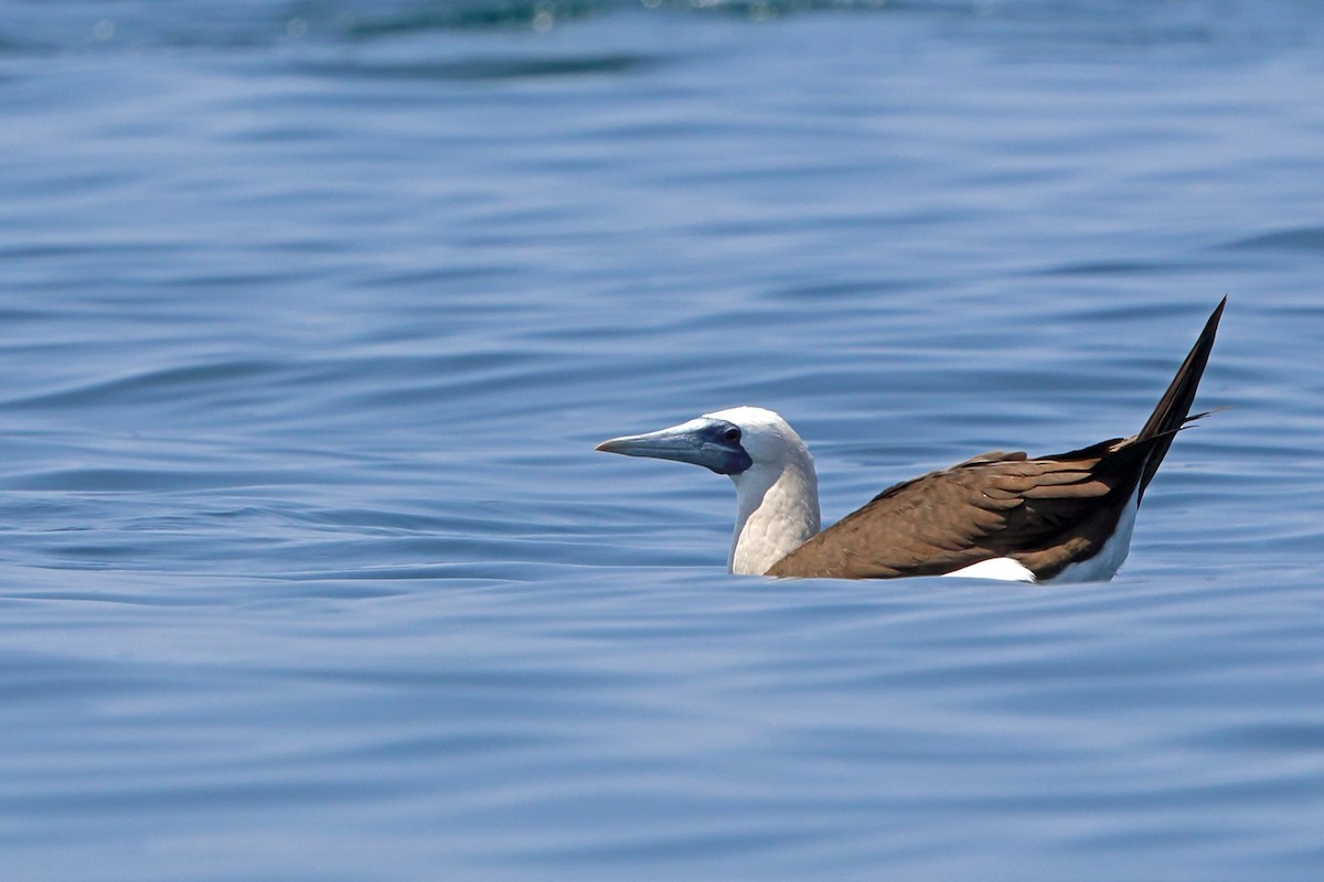 Brown Booby - ML46659831