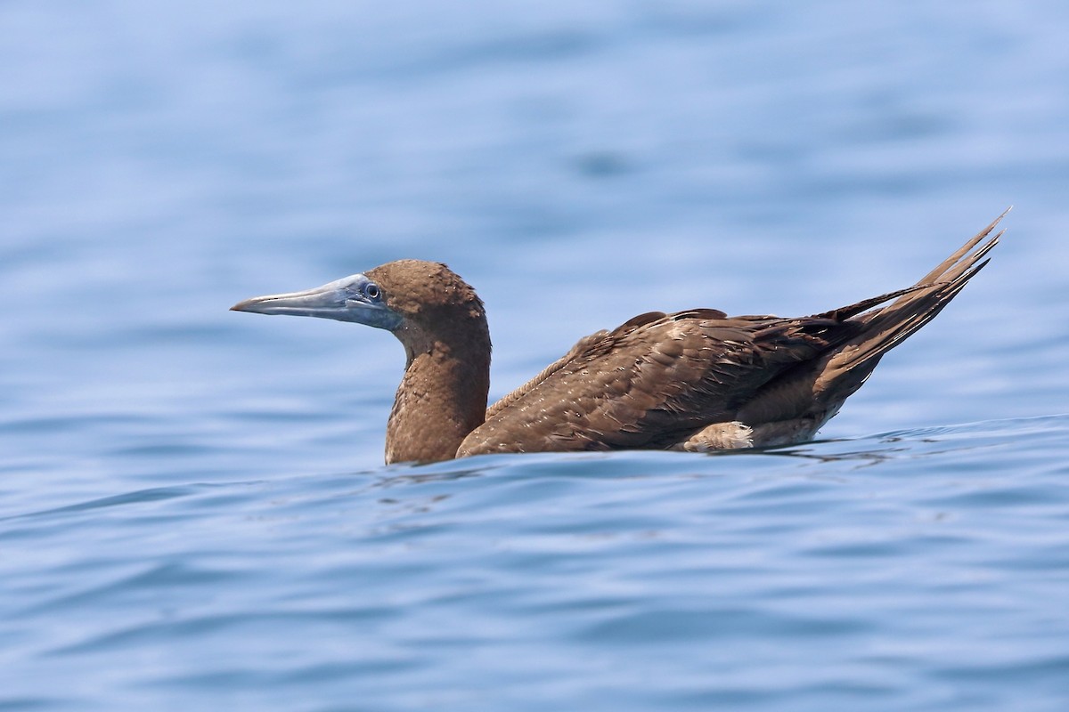 Brown Booby - ML46659841