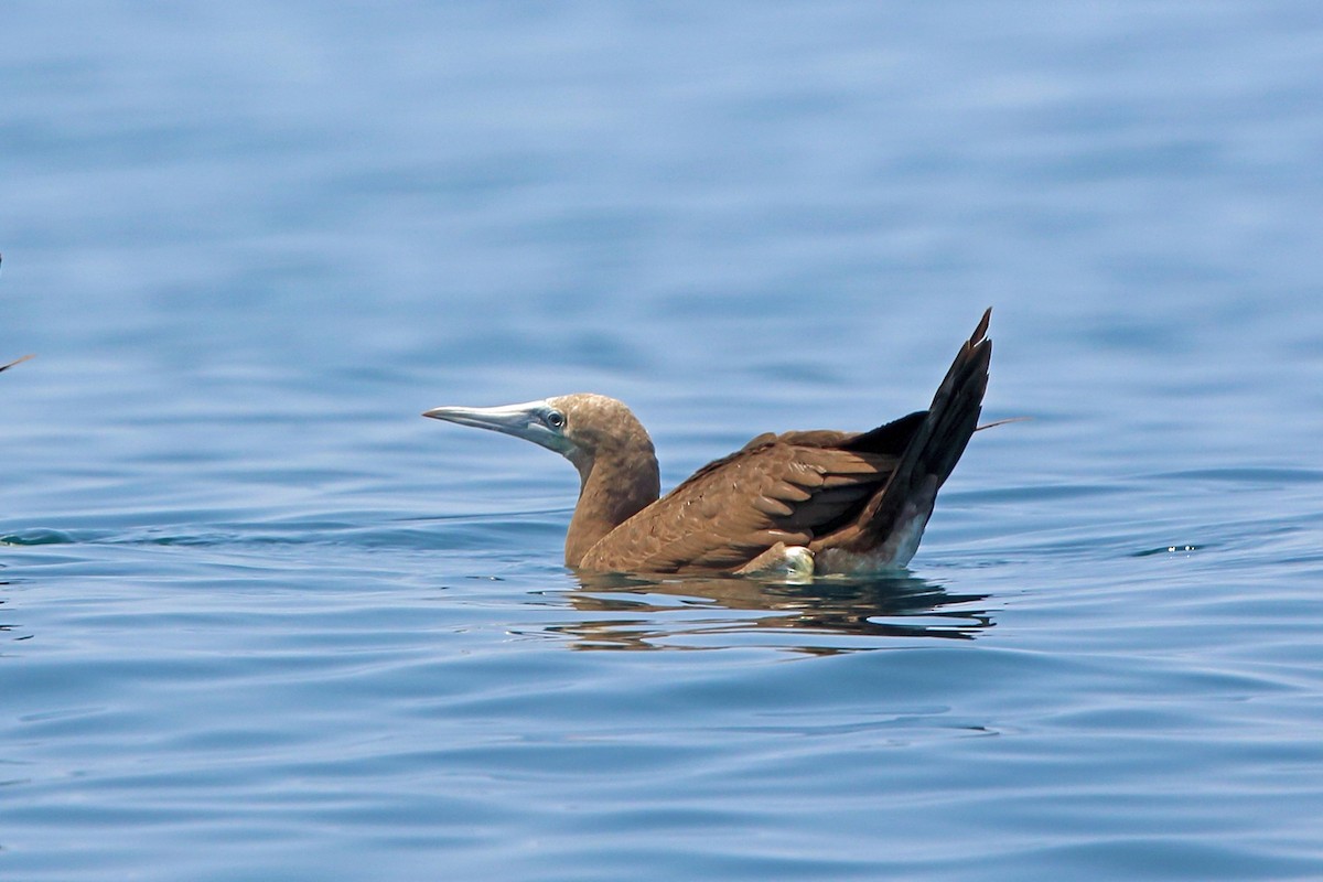 Brown Booby - ML46659851