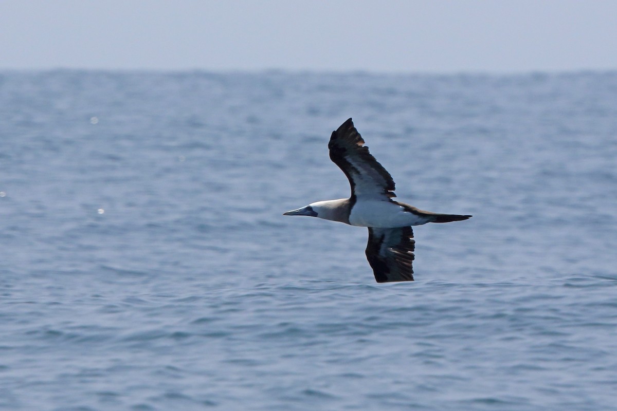 Brown Booby - ML46659861