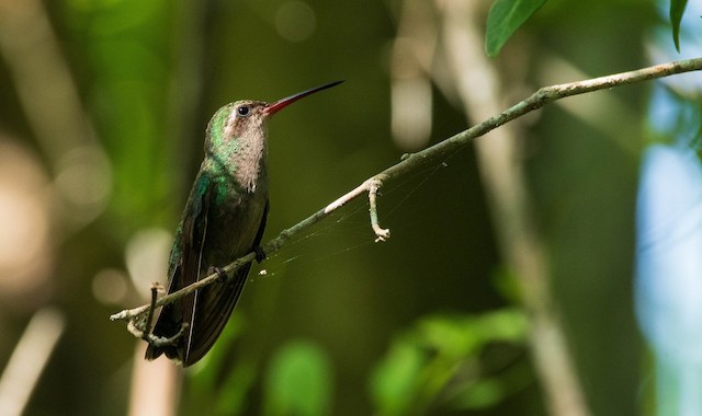 Colibri circé - eBird