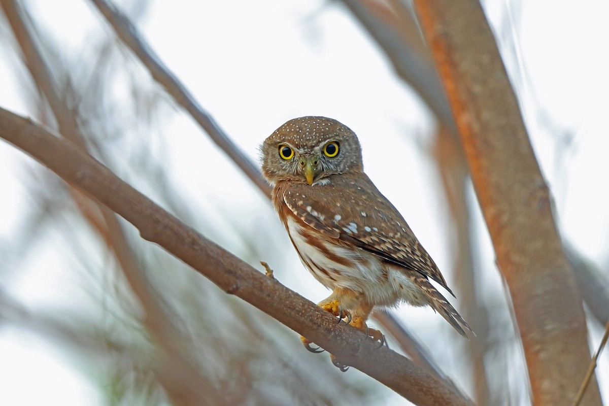Colima Pygmy-Owl - ML46660141
