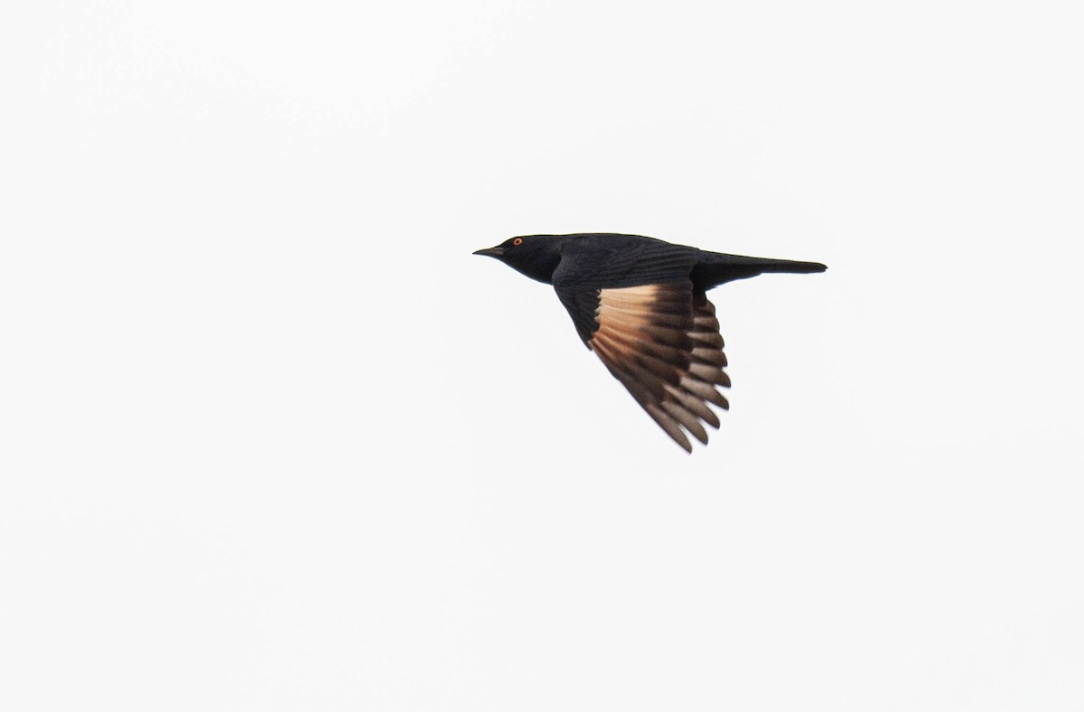 Pale-winged Starling - ML466604141