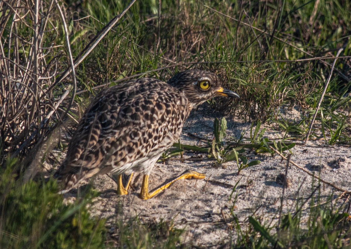 Spotted Thick-knee - ML466606981