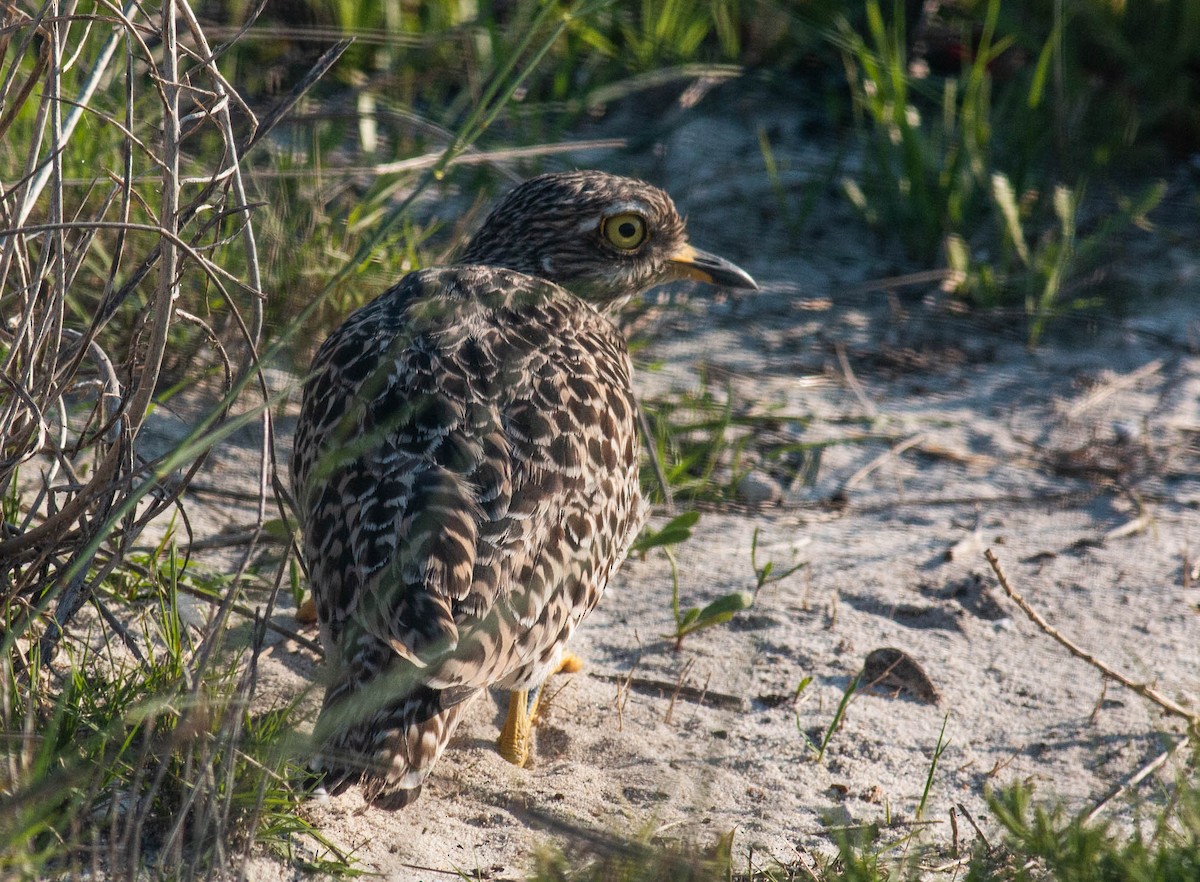 Spotted Thick-knee - ML466606991
