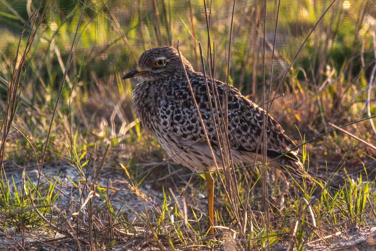 Spotted Thick-knee - ML466608801