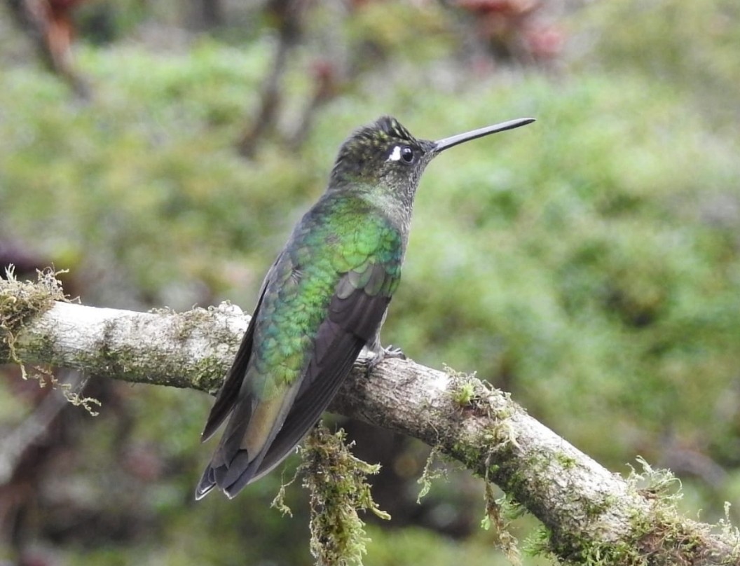 Talamanca Hummingbird - ML466609261