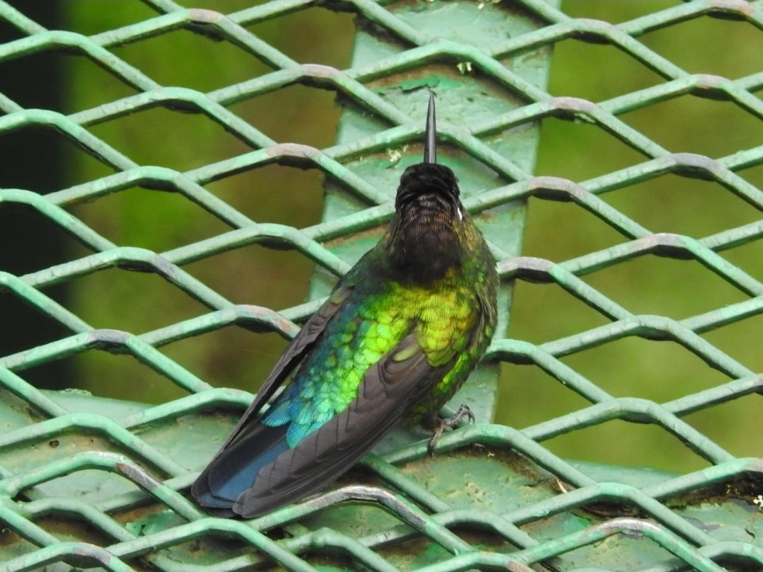 Fiery-throated Hummingbird - ML466609321
