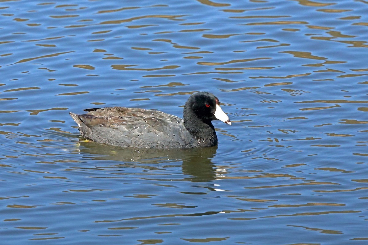 American Coot (Red-shielded) - ML46660971