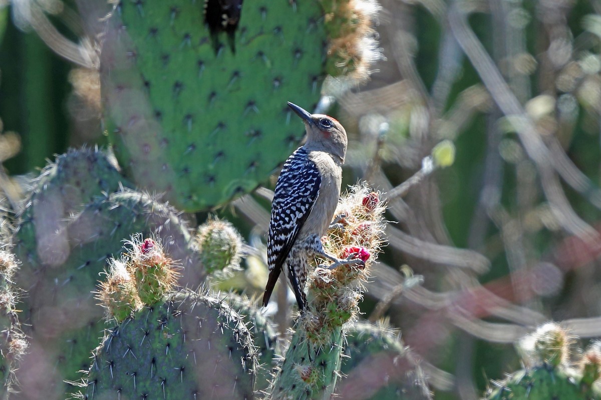 Gray-breasted Woodpecker - ML46661251